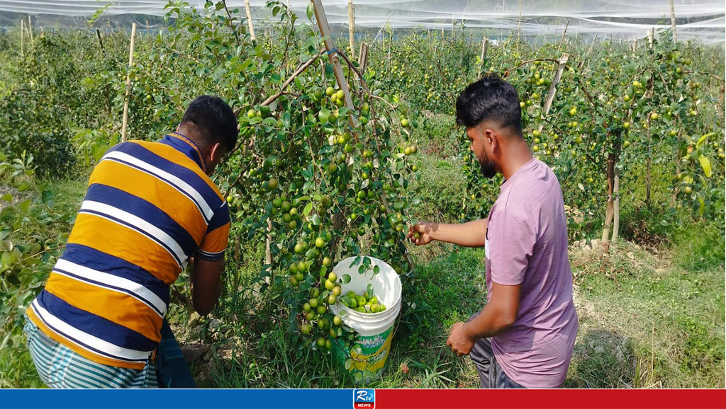 হাতিয়ায় বরই চাষে ভাগ্যবদল অনেকের