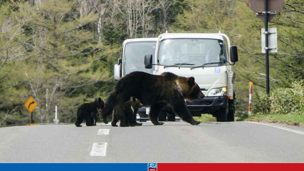 bear
