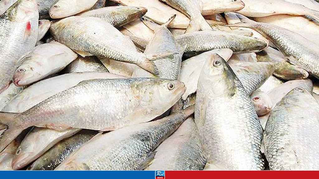 HILSA