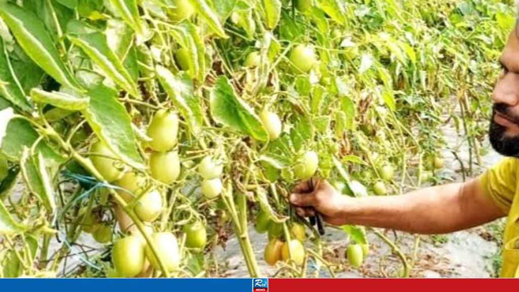 রাজবাড়ীতে দ্বিগুণ লাভের আশা টমেটো চাষে