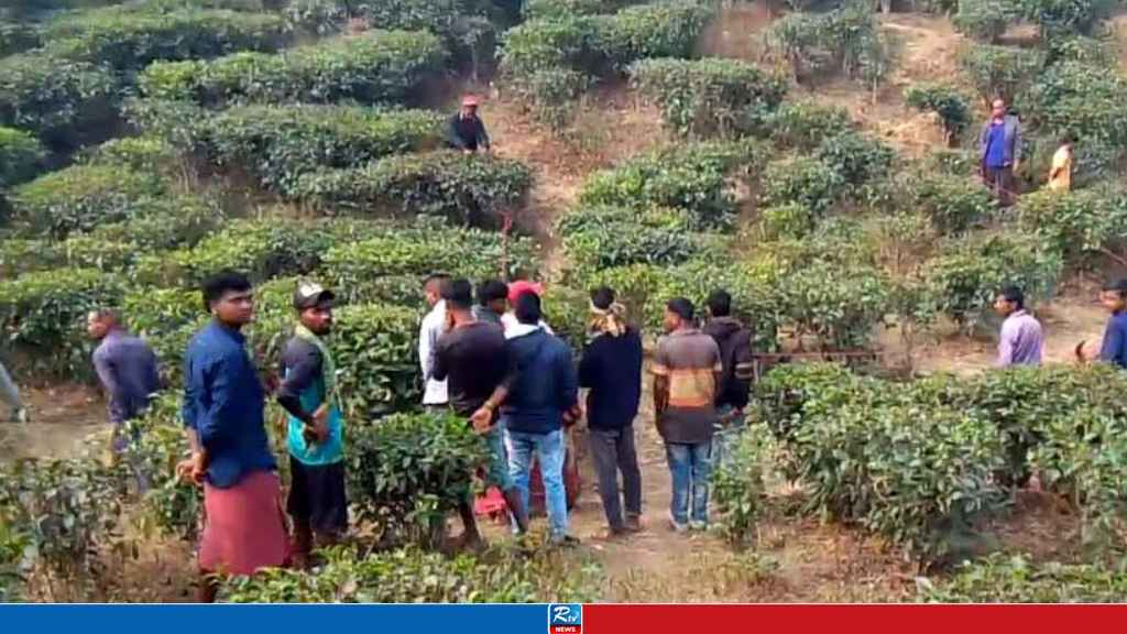 চা বাগান থেকে কিশোরীর গলা ও কবজি কাটা মরদেহ উদ্ধার