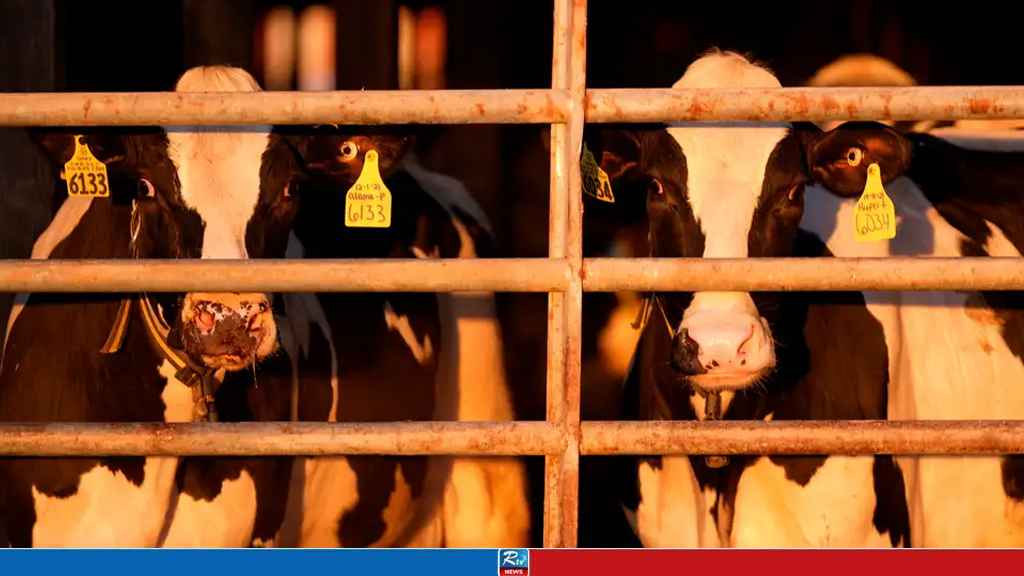 Is US Bird Flu Outbreak in Cattle a Global Risk to Humans?