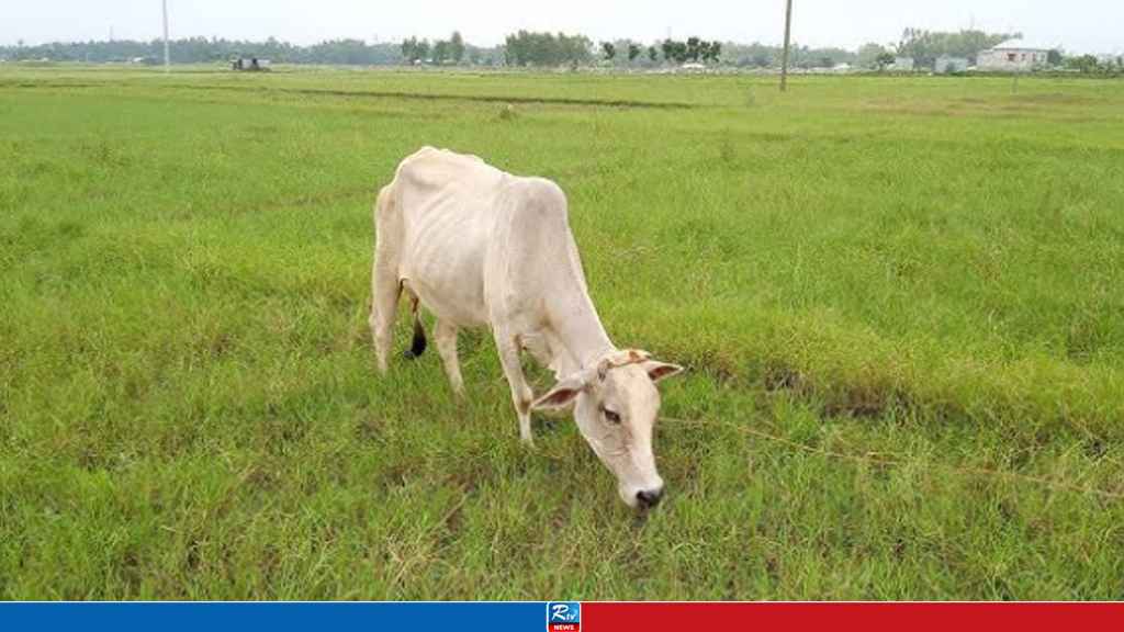 গরুতে ঘাস খাওয়া নিয়ে দুপক্ষের সংঘর্ষ, আহত ২০