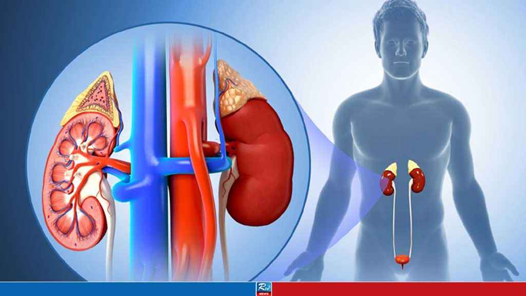দেশে কিডনি রোগে ভুগছে তিন কোটি ৮০ লাখ মানুষ