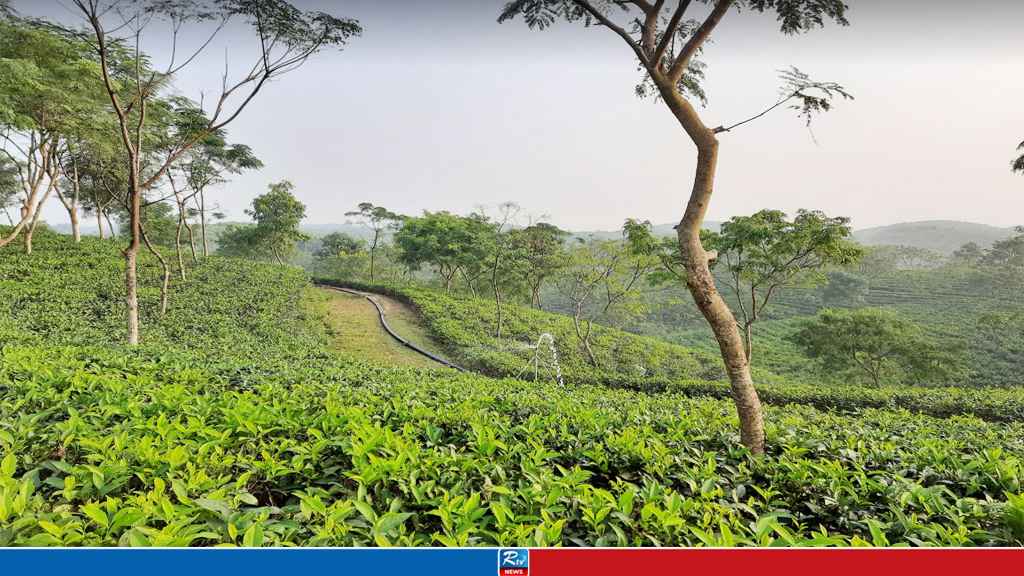 অবশেষে স্বস্তির বৃষ্টিতে প্রাণ ফিরছে চা বাগানে