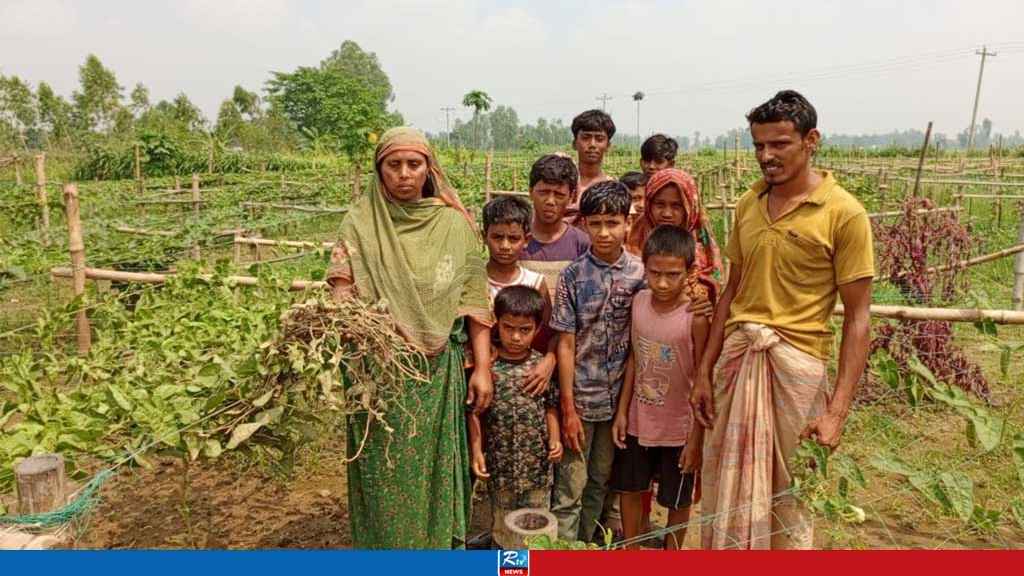 রাতের আঁধারে কৃষকের ৫০ শতাংশ জমির ফসল নষ্ট করল দুর্বৃত্তরা