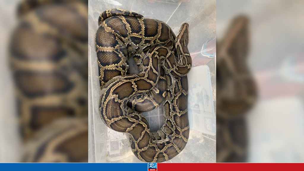 বনের অজগর লোকালয়ে