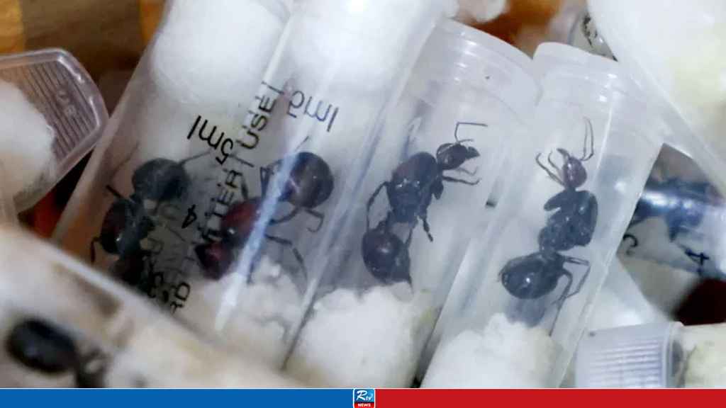 দুষ্ট লোকের হাত থেকে রক্ষা পাচ্ছে না পিঁপড়াও!
