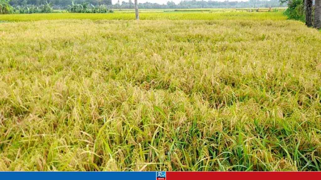 শাল্লায় যুবলীগ নেতার পাকা ধান কেটে নিয়ে গেলেন যুবদল নেতা
