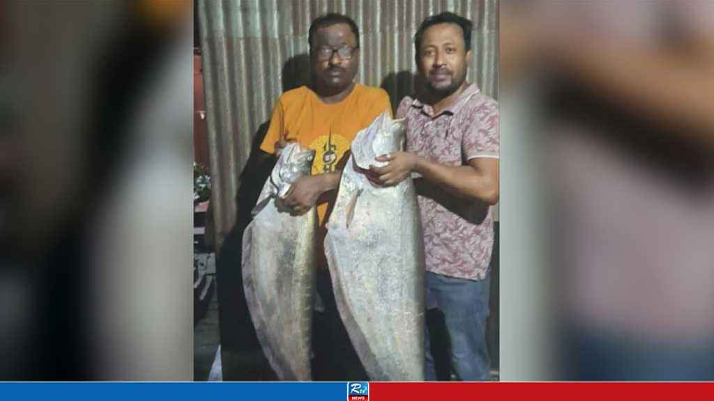 পদ্মায় শখের বশে বড়শি ফেলে পেলেন বড় ২ চিতল