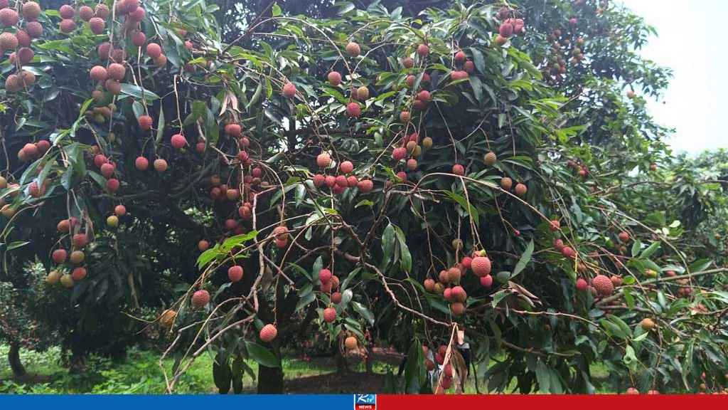 লিচু গ্রাম মঙ্গল বাড়িয়ায় ১০ কোটি টাকার লিচু বিক্রির আশা