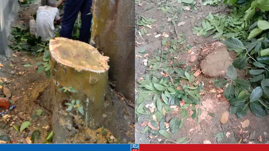গাছ কাটার প্রমাণ তদন্তে মিললেও প্রতিবেদনে নাম নেই প্রাণিসম্পদ কর্মকর্তার