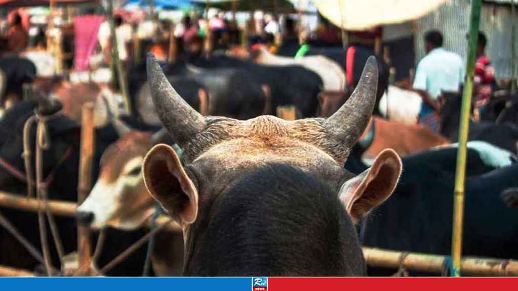 19 Cattle Markets to Be Set Up in Dhaka Ahead of Eid-ul-Adha