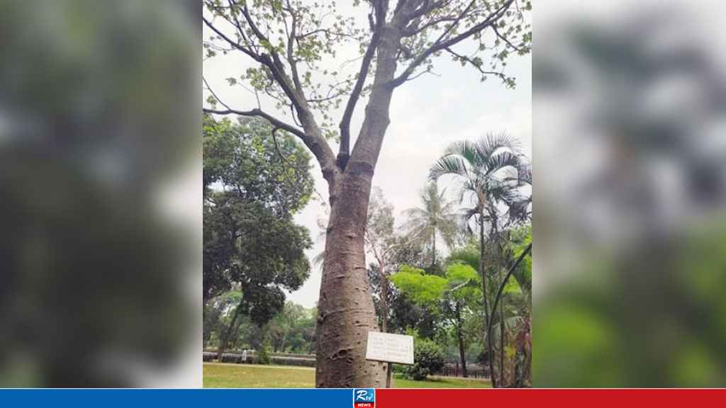 রমনা পার্কের বিস্ময় বিরল প্রজাতির বাওবাব গাছ