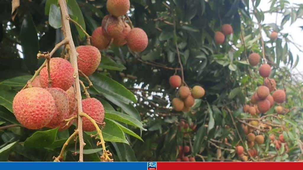 মঙ্গলবাড়িয়ার লিচুর দাম আকাশছোঁয়া, কীটনাশক ব্যবহারের অভিযোগ