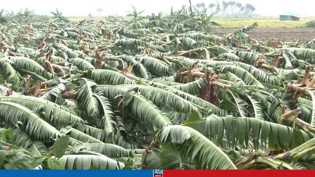 মেহেরপুরে কালবৈশাখীর তাণ্ডব, ফসলের ব্যাপক ক্ষতি