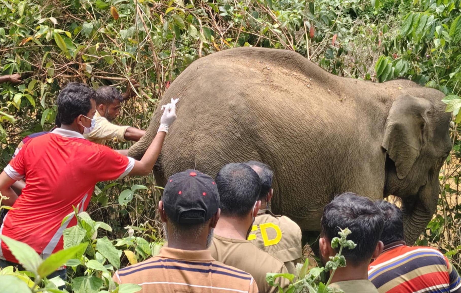 Sherpur-_Elephant_picture-2-_01.05.2025_