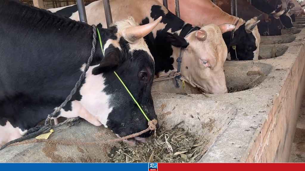 কোরবানির জন্য ২ লাখ ১৩ হাজারের অধিক পশু প্রস্তুত