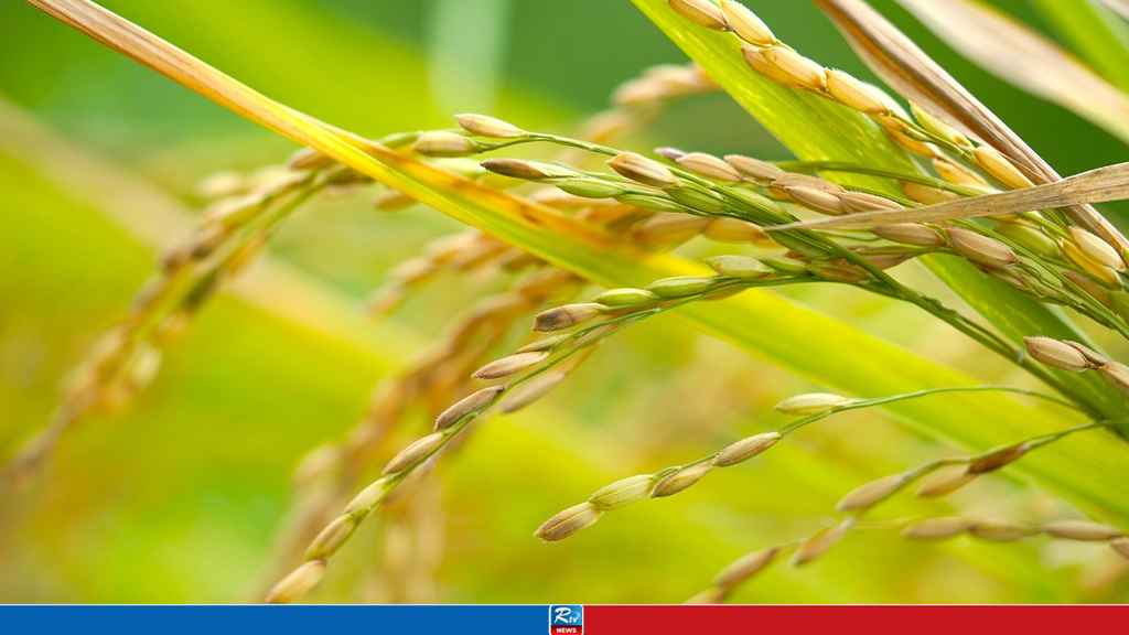 রাসায়নিক ও কীটনাশকমুক্ত নতুন ধানের জাত উদ্ভাবন