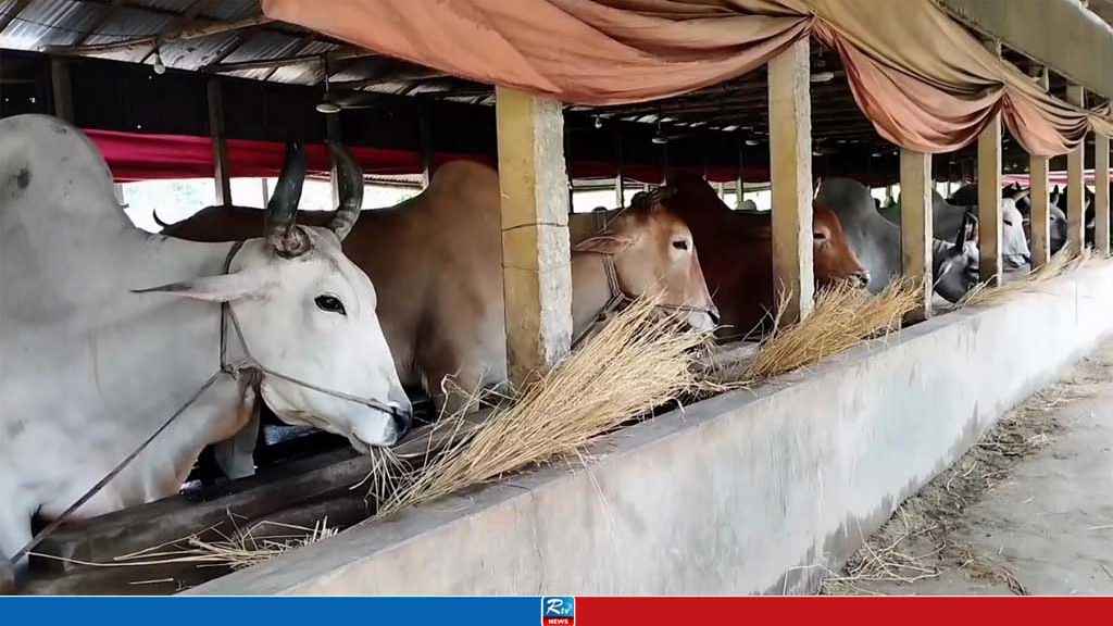 টাঙ্গাইলের ২৬ হাজার খামারে প্রস্তুত ২ লাখ ৩৭ হাজার পশু