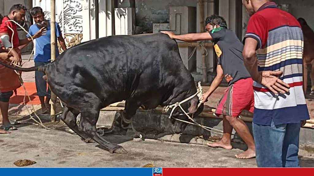 এবার ৯১ লাখ পশু কোরবানি, কোন বিভাগে কত
