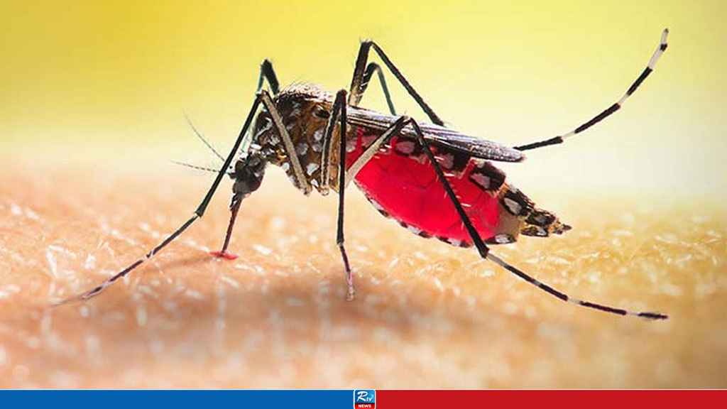 বরগুনায় ডেঙ্গুতে একদিনে ২ জনের মৃত্যু