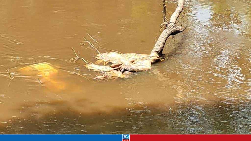 কোরবানির পশুর বর্জ্য হালদা নদীতে, পরিবেশ অধিদপ্তরের মামলা