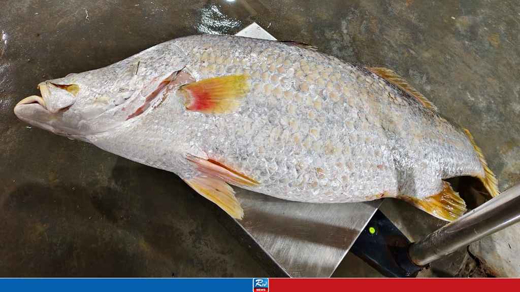 এক কোরাল বিক্রি হলো ২৪ হাজার টাকায়