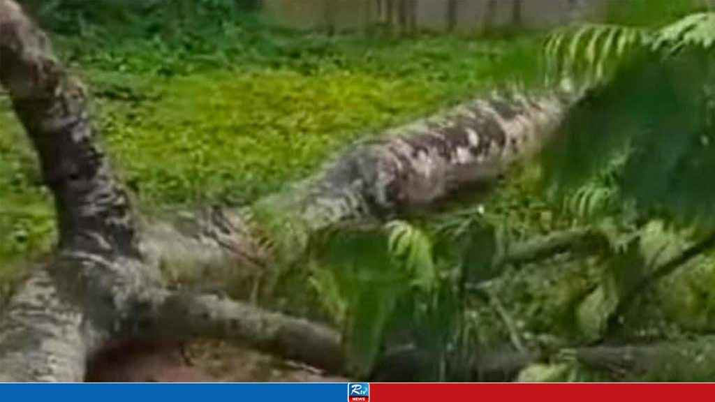 খেলতে গিয়ে গাছের নিচে চাপা পড়ে শিক্ষার্থীর মৃত্যু 