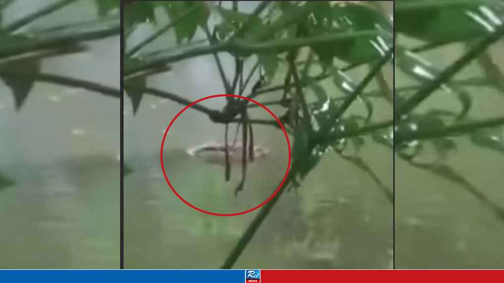 হাতিয়ায় পুকুরে কুমির, এলাকায় আতঙ্ক