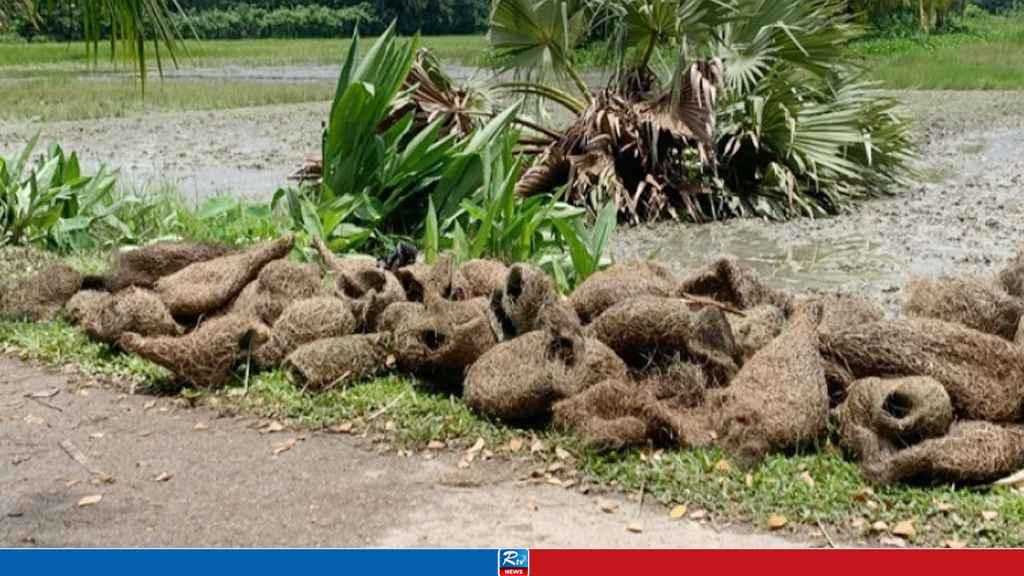 ঝালকাঠিতে শতাধিক বাবুই পাখির ছানা হত্যায় ২ মামলা