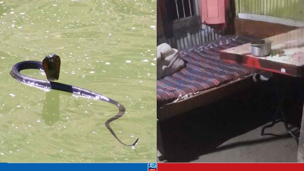 রান্নাঘরে সাপের কামড়ে গৃহবধূর মৃত্যু