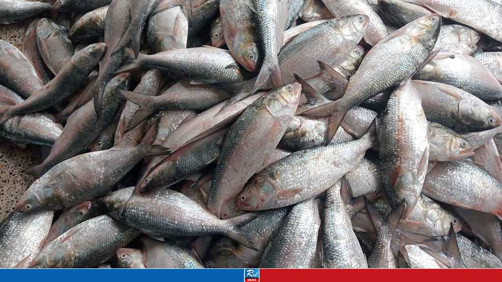 এক ট্রলারে ধরা পড়ল ৬৫ মণ ইলিশ, বিক্রি ৪০ লাখে