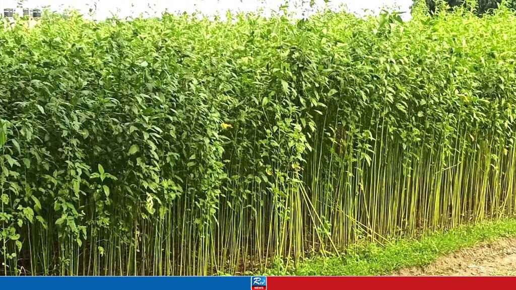 পাটখেতে পড়ে ছিল ব্যবসায়ীর মরদেহ, পকেটে মিলল চিরকুট