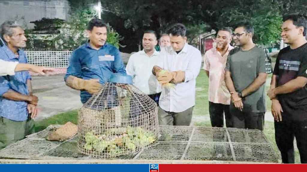 চাঁপাইনবাবগঞ্জে ৮০ টিয়া পাখি উদ্ধার, পাখি শিকারির কারাদণ্ড 