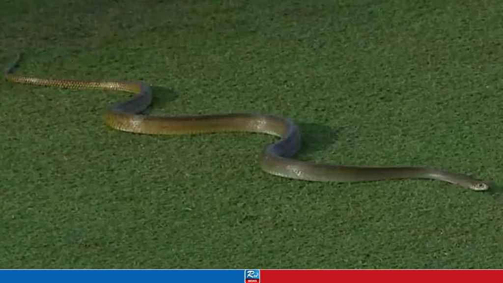 SNAKE