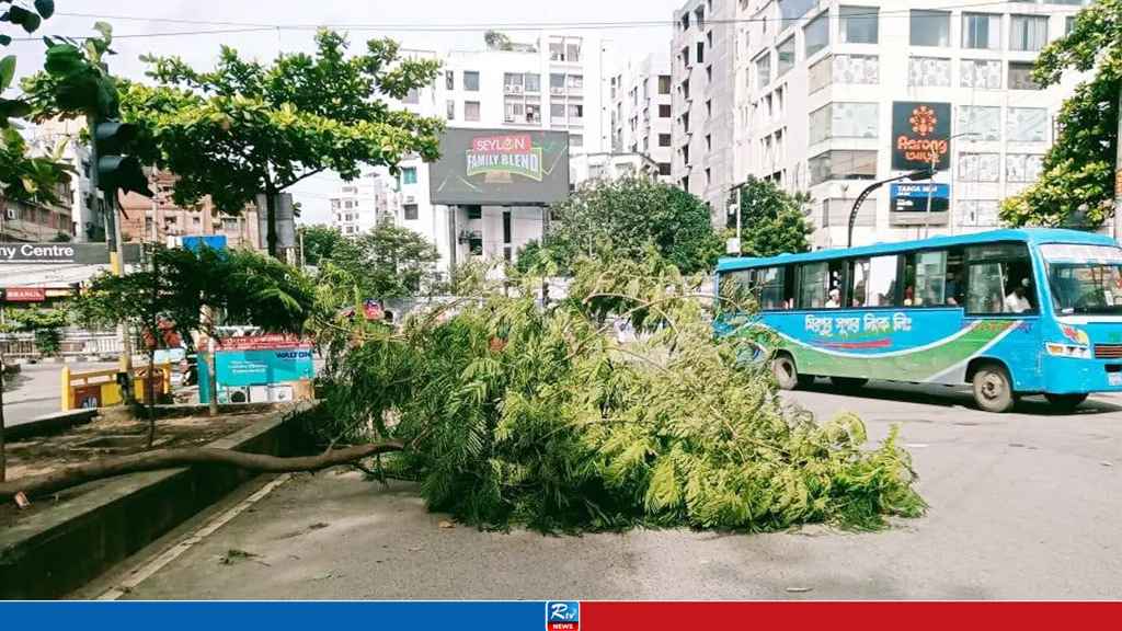 ঢাকার রাস্তায় হঠাৎ উপড়ে পড়ল গাছ