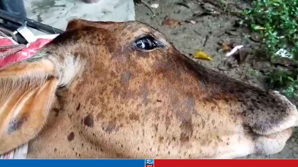 পায়ের রগ কেটে দিল প্রতিবেশী, মৃত্যুযন্ত্রণায় ছটফট করছে গরু