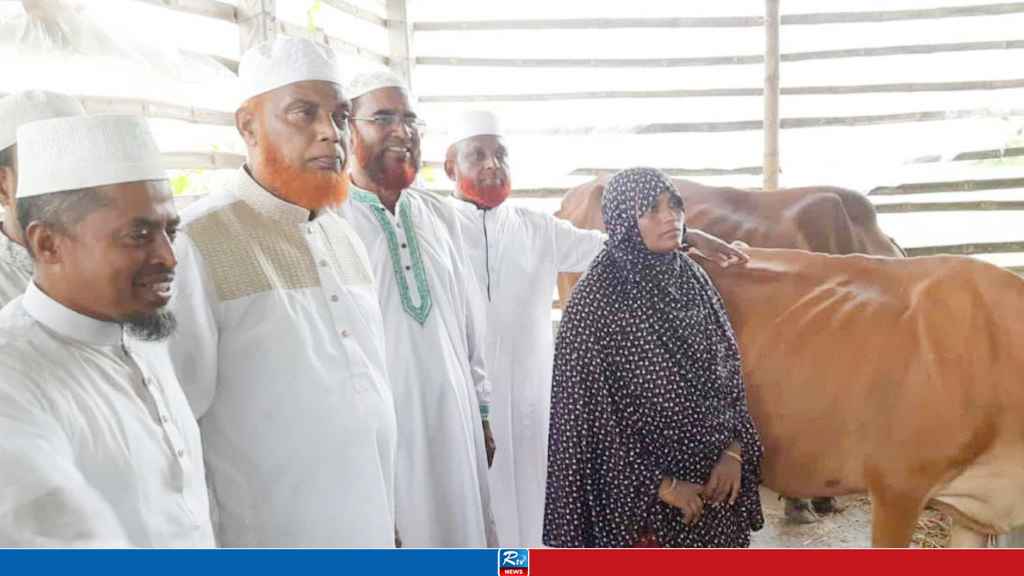 সেই আছিয়ার বাড়িতে গরু নিয়ে হাজির জামায়াত নেতারা