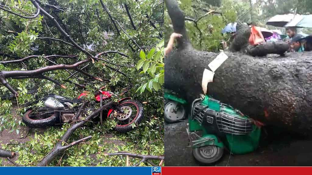 রাজধানীতে ভেঙে পড়ল ৪০ বছরের পুরোনো গাছ, অতঃপর...