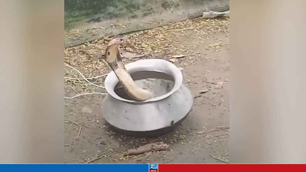 নিজের ধ‌রে আনা সাপের কামড়েই যুবকের মৃত্যু