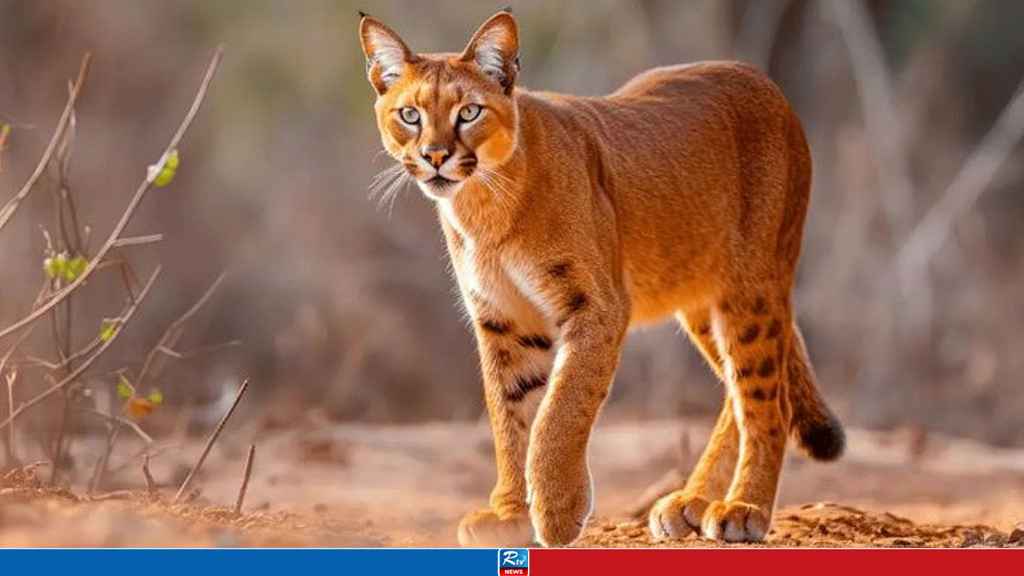বড় প্রজাতির ‘বিড়াল’ বেচাকেনা ও পালন নিষিদ্ধ হতে যাচ্ছে পাঞ্জাবে