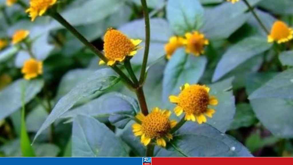ushni-shak