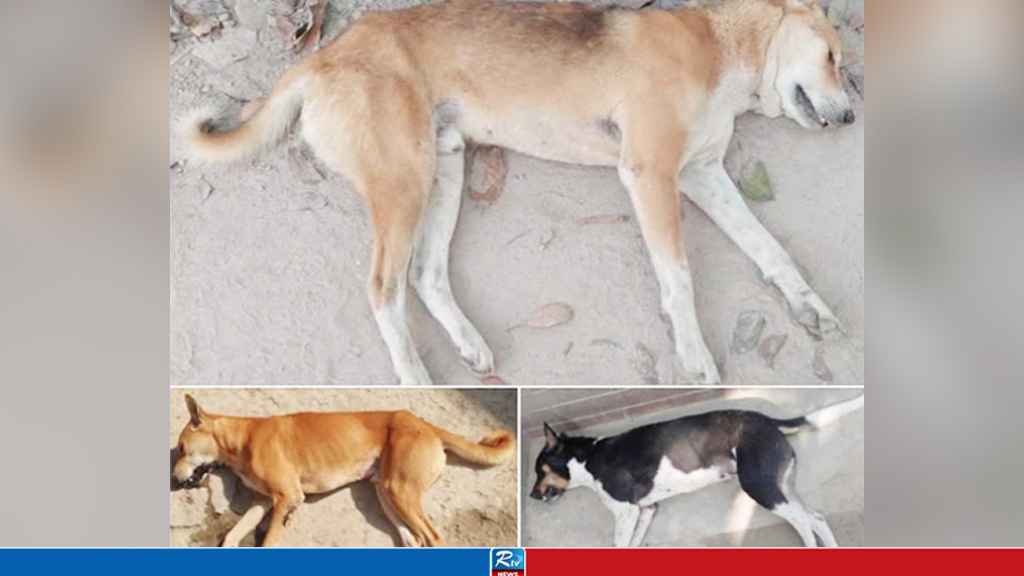 pabna-dog