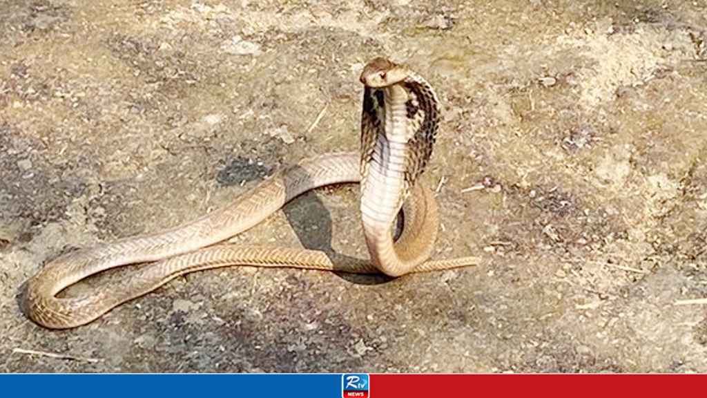 snake