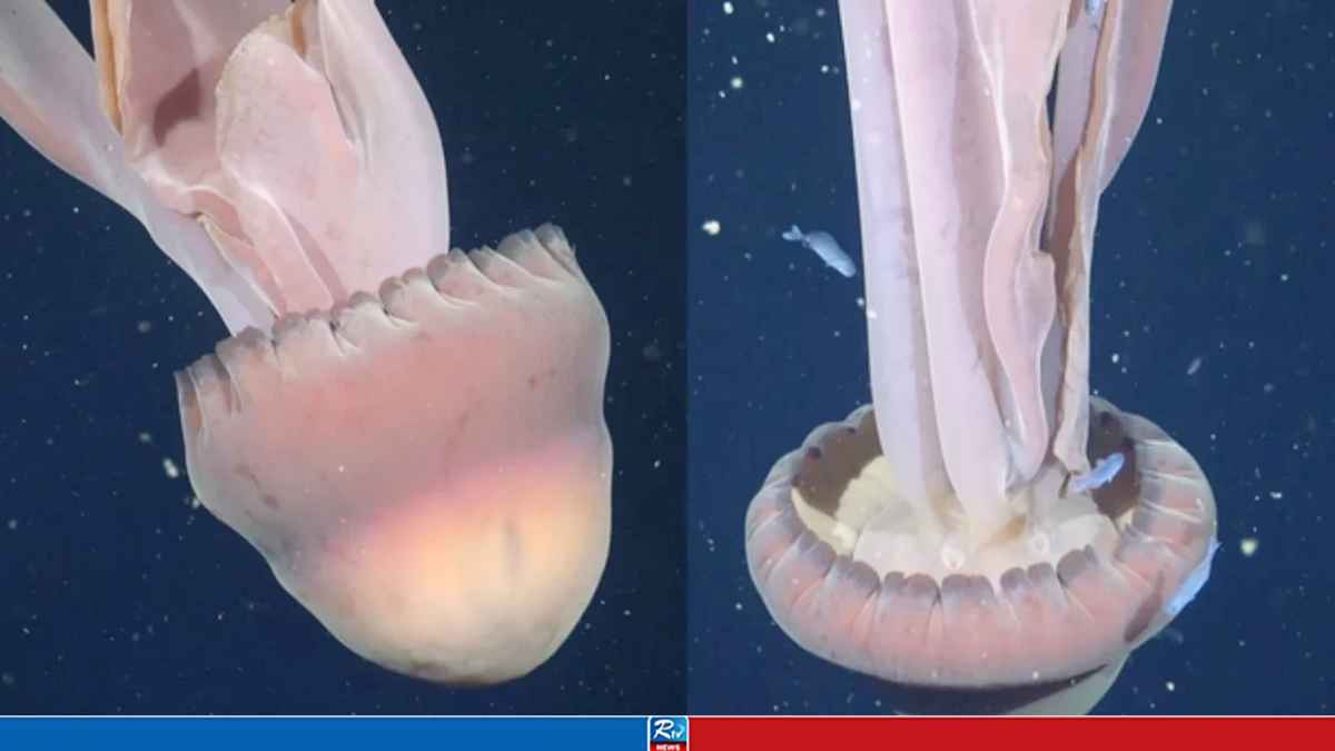jelyfish