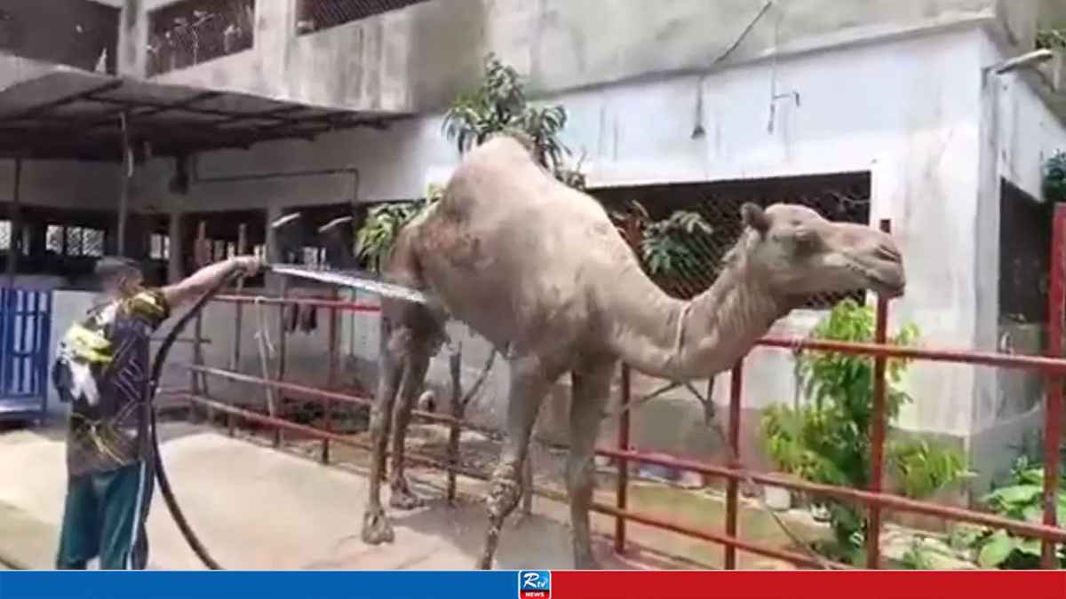 camel