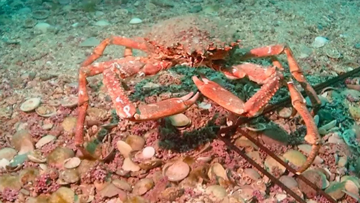SEA-2