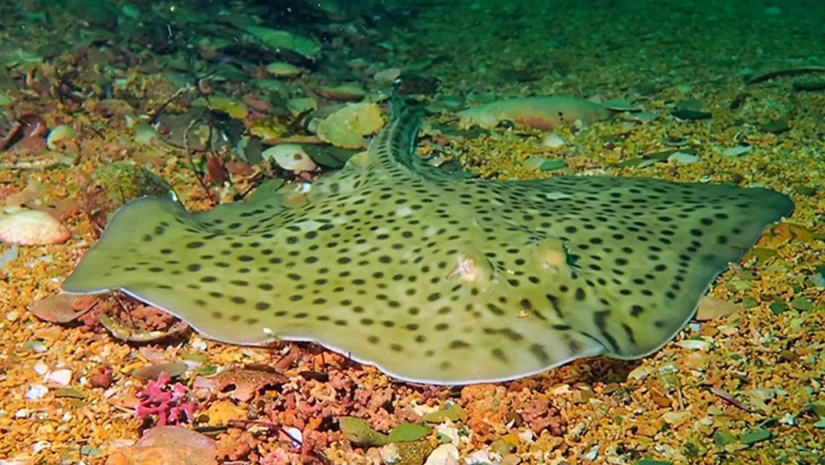 SEA