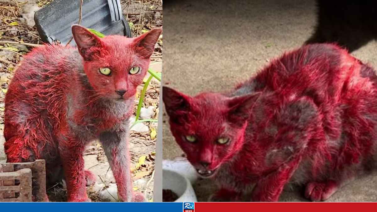 RED-CAT